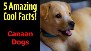 5 Fascinating Facts About Canaan Dogs [upl. by Atirahc]