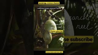 Incredible Facts About Lodoicea sea coconut coco de mer double coconut malayalam science videos [upl. by Damal]