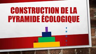 Pyramides écologiques  Comment construire une pyramide écologique [upl. by Yortal]