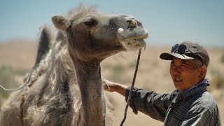 Dones de la naturaleza El camello bactriano de Alxa  Documental  Doblado al español [upl. by Mor930]