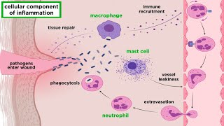 The Inflammatory Response [upl. by Shamma552]