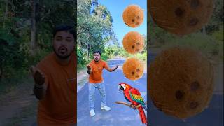 Rounding coconut to Duck Peacock Pigeonamp Parrot  Birds names magic video cartoon [upl. by Ettinger]