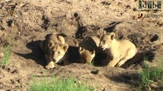 LIONS Following The Pride 9 Playing In The Sand [upl. by Apilef466]