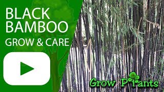 Black bamboo  grow amp care [upl. by Ijic]