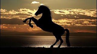 Horses neighing and galloping sound effect [upl. by Uis]