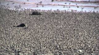 Flight of the Sandpipers Dorchester NB [upl. by Neelac]