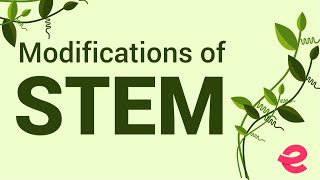 What Are the Modifications of the Stem  Biology  Extraclasscom [upl. by Lacym]