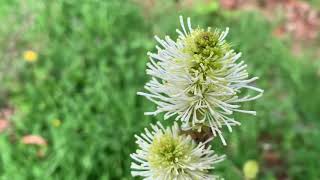 Plant Profile Fragrant Witch Alder Fothergilla spp [upl. by Sherwynd941]