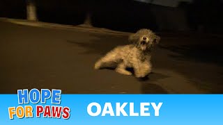 Saving Oakley in a late night rescue mission Please help her find a home story [upl. by Noral]