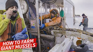 How a HighTech Mussel Farm Produces 7000 Pounds of Gigantic Mussels per Day — Dan Does [upl. by Eenal]