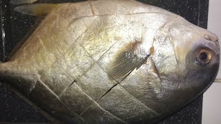 Patok na isda  Pompano fish steam  easy recipe  delicious  Assenav tv [upl. by Marolda]