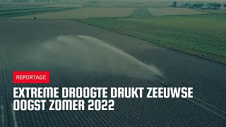 Extreme droogte drukt Zeeuwse oogst zomer 2022 [upl. by Tella]