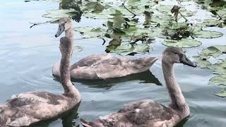 Cygnets and swans on 10824 [upl. by Araiek991]