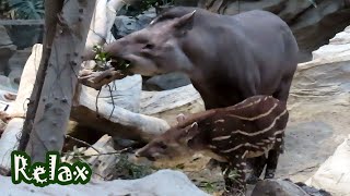 お食事中のアメリカバクの赤ちゃん こうちゃんが可愛い cute Brazilian Tapir baby [upl. by Meer]