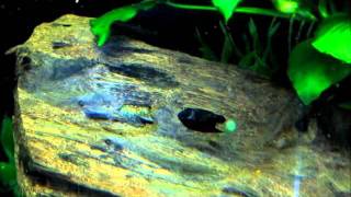 A Quick Guide to Breeding Bristlenose Plecos Ancistrus spp [upl. by Mastic790]