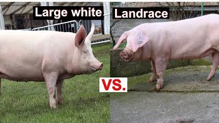 Large White Pig VS Landrace  Which Is Better For Commercial Pig Farming  Which Grows Faster [upl. by Filia]