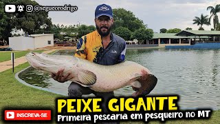 NA PRIMEIRA VEZ SAIU DOIS GIGANTES DO PESQUEIRO EM CAMPO VERDE [upl. by Naus]