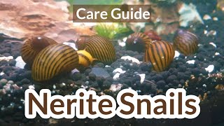 Nerite snails Nerite snail care  Nerite snails guide  Nerite snails in aquarium [upl. by Tezzil]