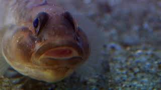 Cnidarians  Anemone Catches Goby [upl. by Ahtivak]