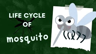 Life Cycle of Mosquito [upl. by Fowler]