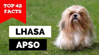 99 of Lhasa Apso Owners Dont Know This [upl. by Veron]