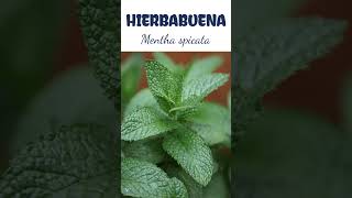 HIERBABUENA  plantas medicine medicinalplants agroecology agriculture agricultura shorts [upl. by Olivia]