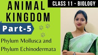 Animal Kingdom class 11  Mollusca  Echinodermata  P5 [upl. by Duer]