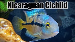 Nicaraguan Cichlid  Care Guide amp Species Profile Macaw Cichlid [upl. by Nedgo648]