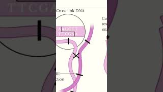 Chromosome Conformation Capture 3C [upl. by June525]