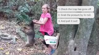 Possum trapping Banks Peninsula [upl. by Llednahc]