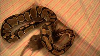 Epic Ball Python VS Fancy Rat 3 [upl. by Kreis]