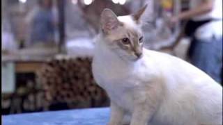 BALINESE CAT [upl. by Boys]