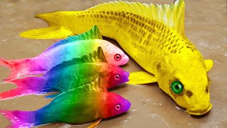 Pescando peces de colores rana gigante anguila colorida  Stop Motion Lucu ASMR Primitive Cooking [upl. by Roye943]