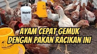 PAKAN MURAH BANGET TERNAK AYAM KAMPUNG AGAR CEPAT GEMUK  TERNAK AYAM KAMPUNG [upl. by Donadee]