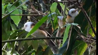 Collared Babbler 4K [upl. by Vinny]