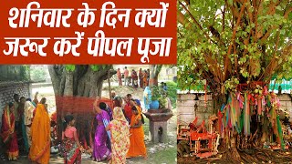 शनिवार के दिन क्यों जरूर करें पीपल पूजा  Benefits of Peepal Tree Worship on Saturday  Boldsky [upl. by Idoc390]