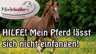 Mein Pferd lässt sich auf der Weide nicht fangen was tun [upl. by Riba774]