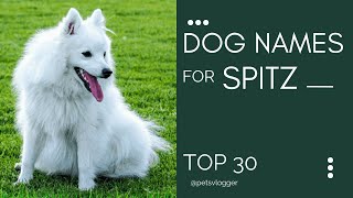 Dog Names For Spitz । Top 30 Cute Dog Name Ideas  Male Female Dog Names । Pets Vlogger [upl. by Hamford]