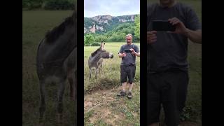 Camping in France St Martins Near Viaduct de Millau My New Donkey Friend shorts donkey animals [upl. by Glaab522]