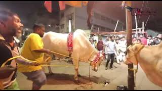 SARKAR DAIRY FARM biggest bull 🤍🐄 belgachia cowlovers kolkata kolkatacow2024 belgachia [upl. by Esorylime]