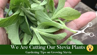 Gardening Tips on Growing Stevia How to Grow Stevia [upl. by Sharman]