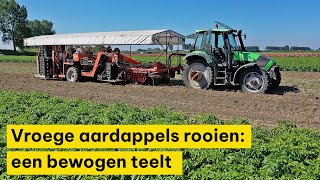 Vroege aardappels rooien op Tholen [upl. by Shaun586]