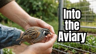 Releasing the first quail we hatched into the flight penaviary [upl. by Idet]