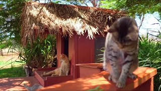 Lanai Cat Sanctuary A Hawaiian Paradise For Hundreds Of Rescued Cats [upl. by Atiugram]