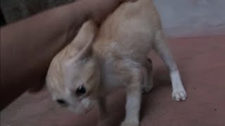 New kitten likes to get petted and play [upl. by Fern820]