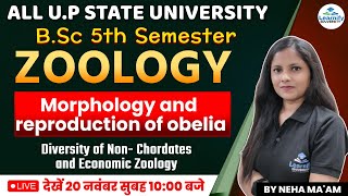 Morphology And Reproduction of Obelia  BSc 5th Semester  Zoology  By Neha Maam  Learnify [upl. by Ellehsim]