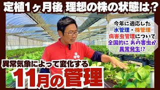 【いちご栽培】11月の管理【環境に適応して変化する】 [upl. by Tnias]