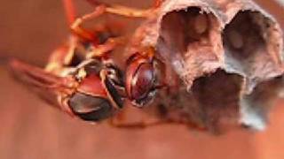 Polistes fuscatus queen [upl. by Asilec]