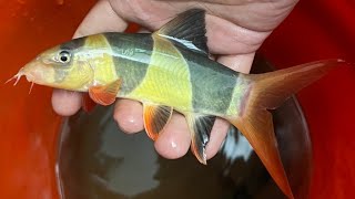 Clown loach  CLown loach full grown  clownloach clownloachfullgrown [upl. by Albers]