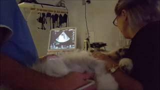 Echocardiogram  heart ultrasound for dogtoronto [upl. by Uhp385]